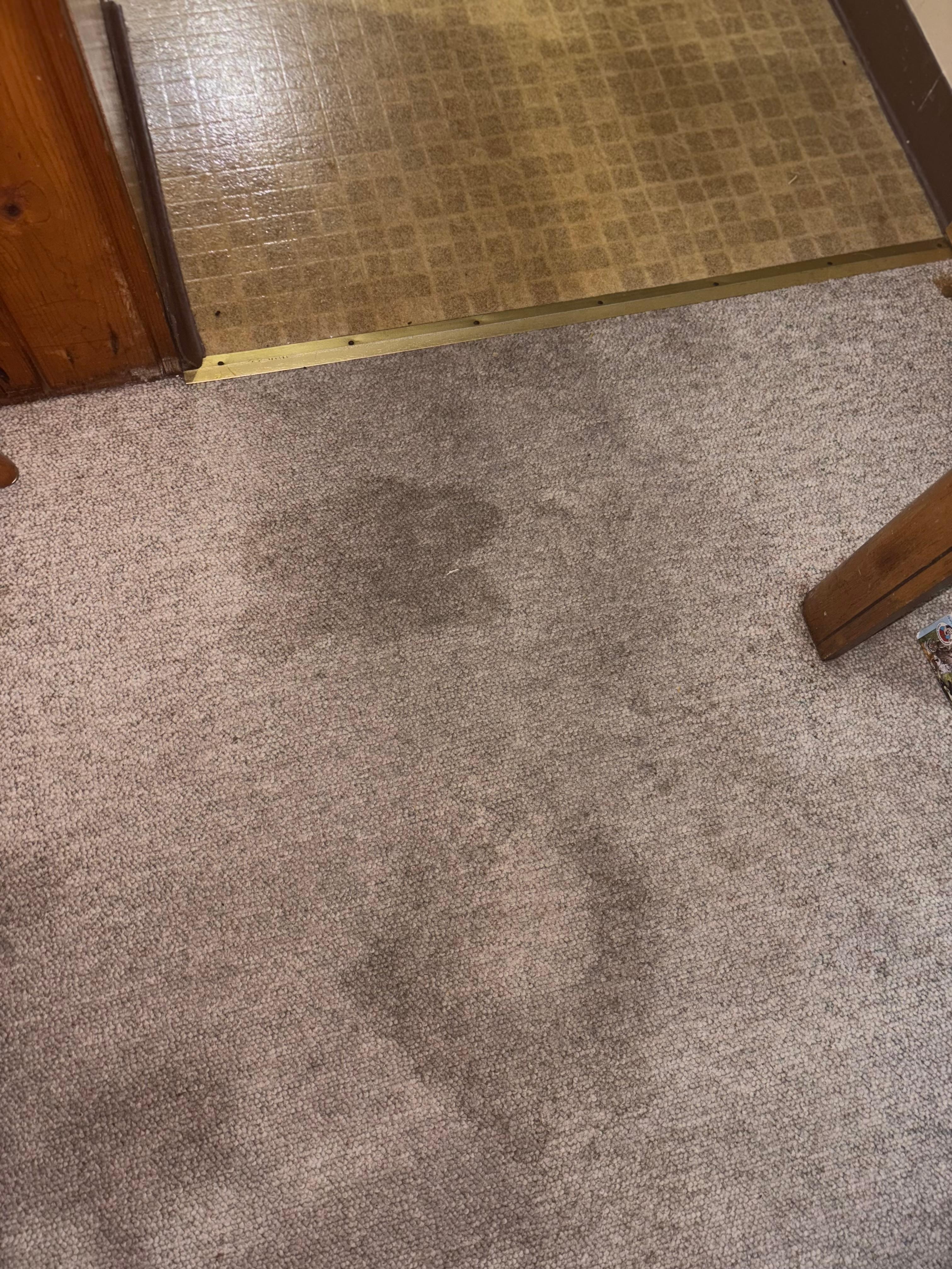 Stained gross    Stinky carpet 