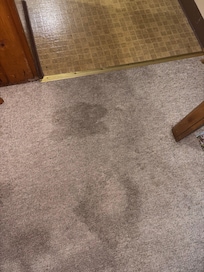 Stained gross Stinky carpet