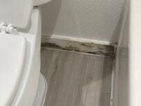 Black mold/water damage
