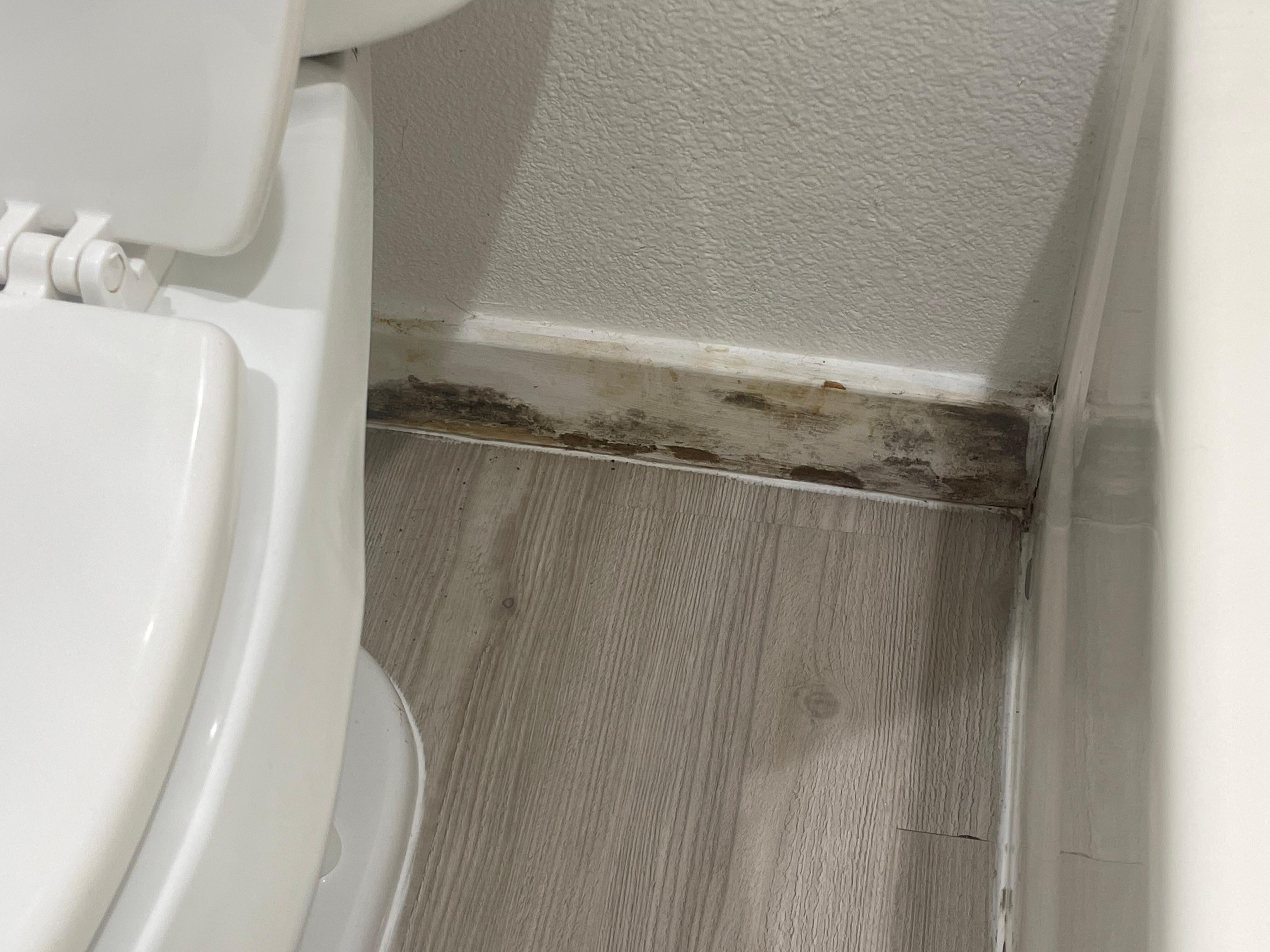 Black mold/water damage