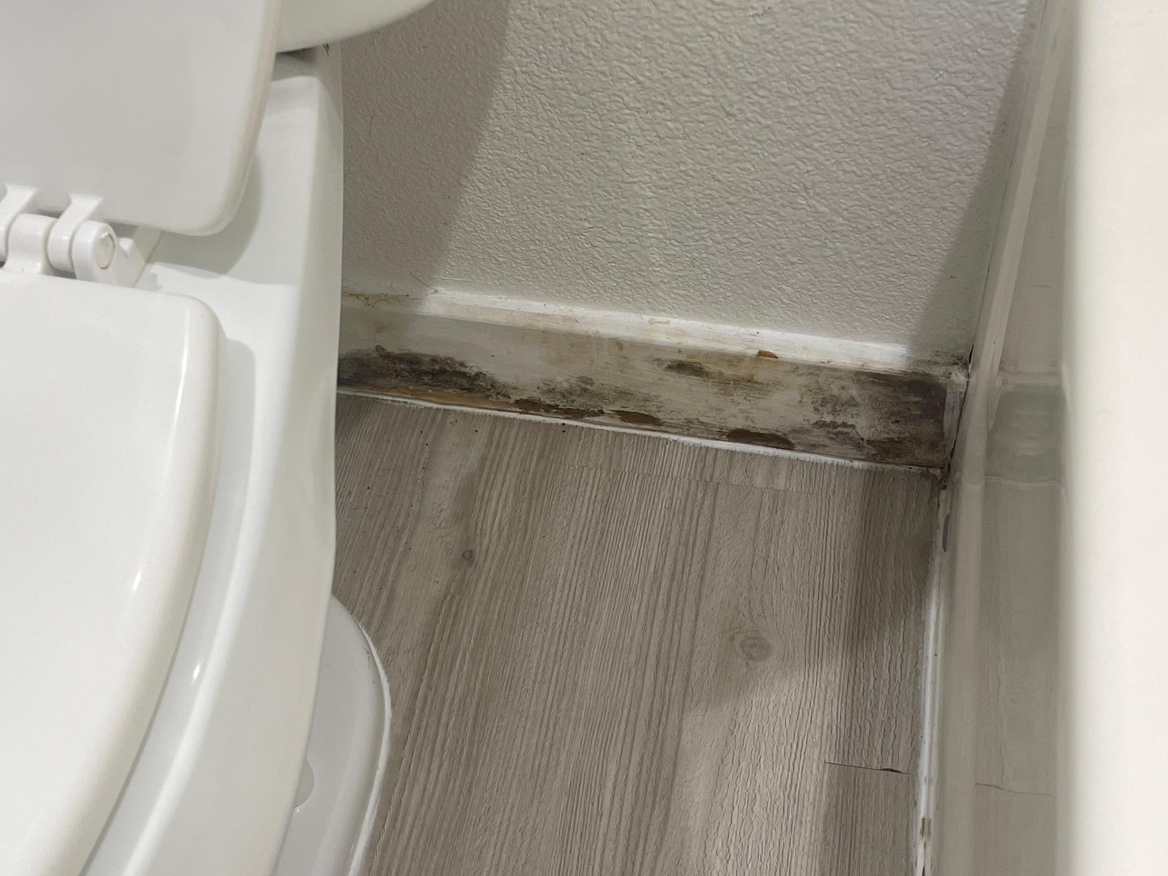 Black mold/water damage