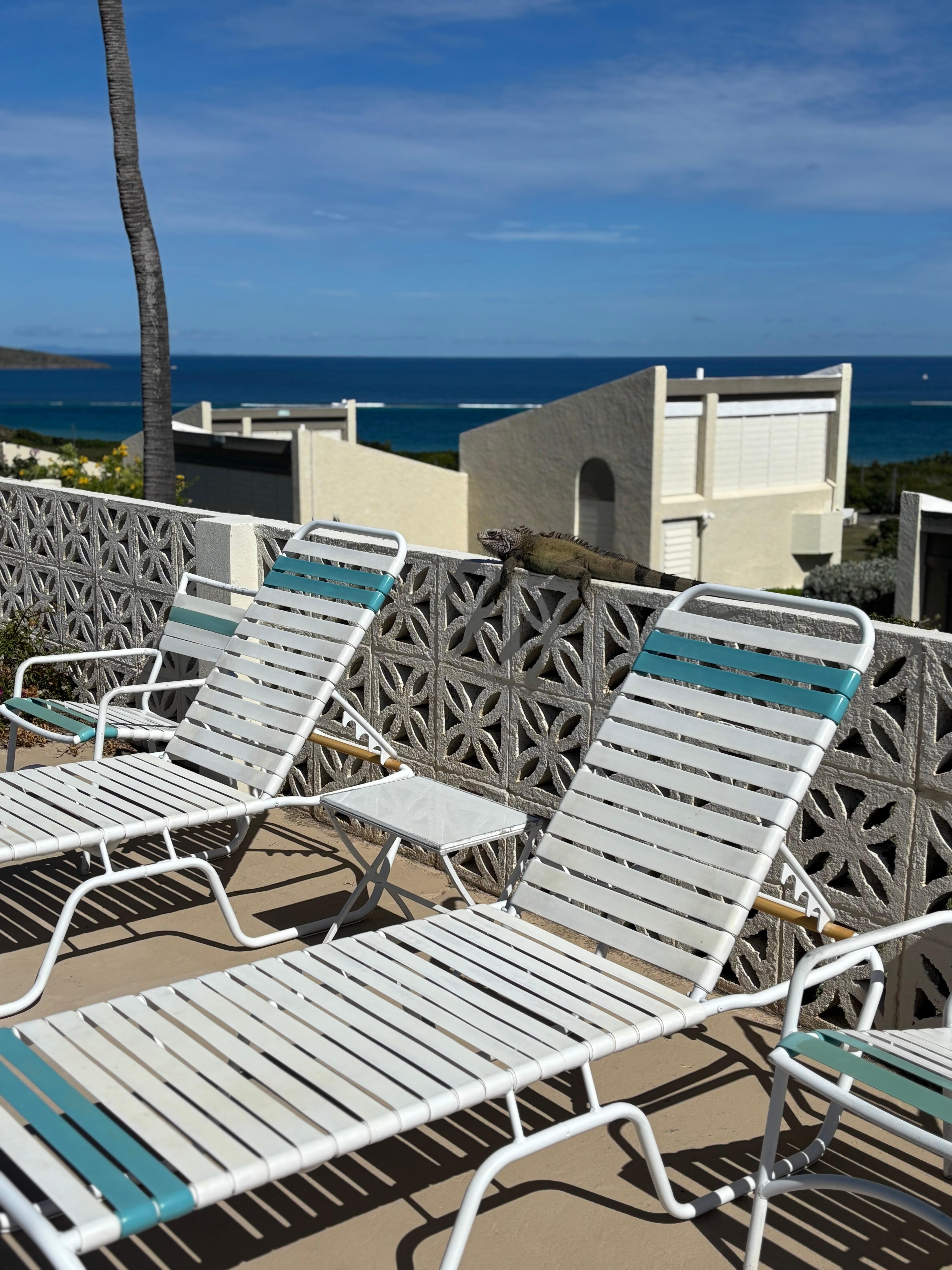 Iguanas sunbathing at the pool!