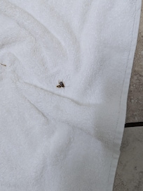Little roach in bathroom