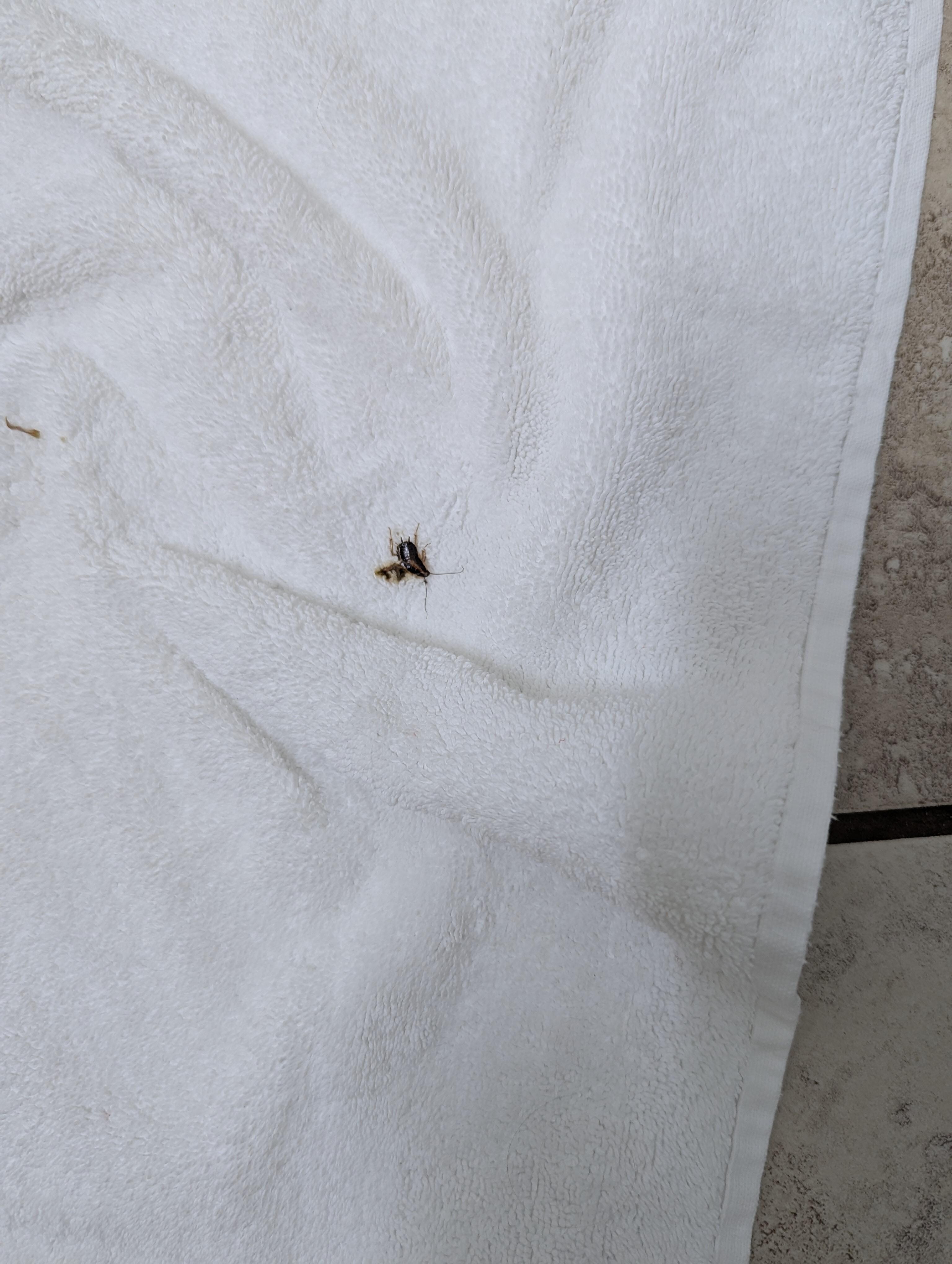Little roach in bathroom 