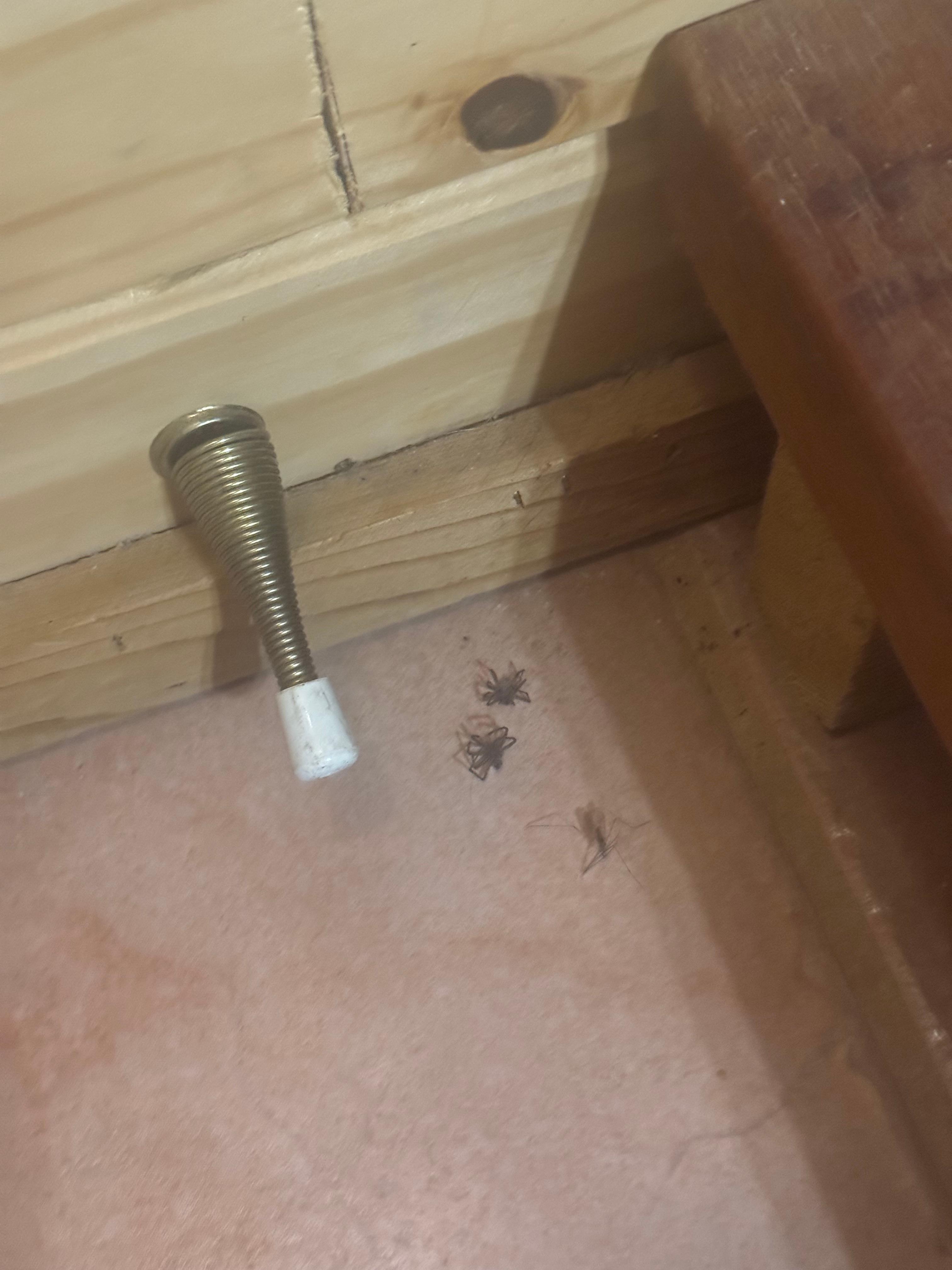 Not clean, so many dead (and alive) bugs everywhere 