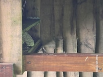 Wasp nest under deck