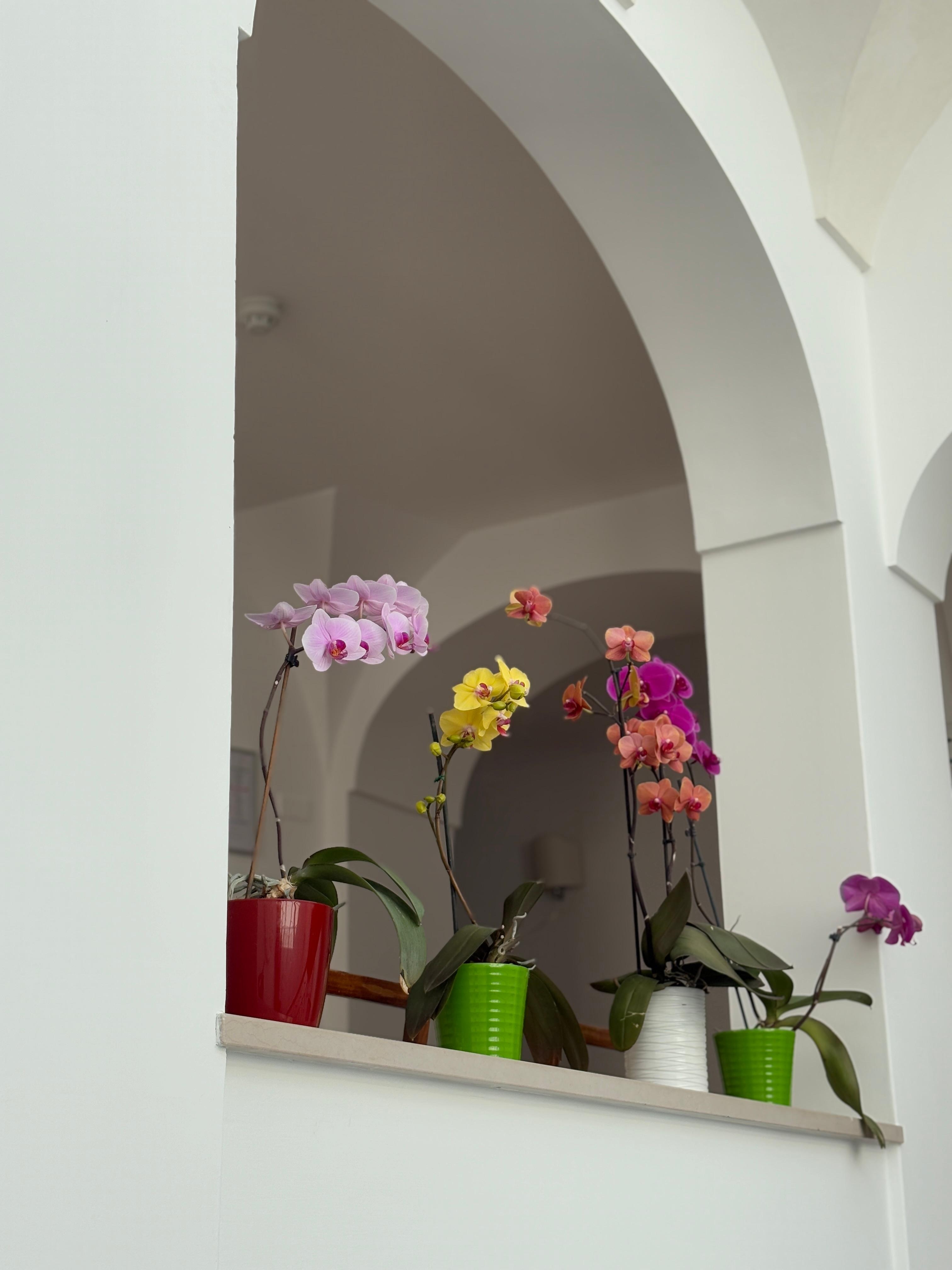Lovely orchids.