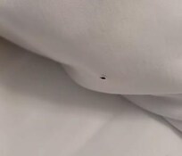 Bedbug crawling on the pillowcase. (have video).