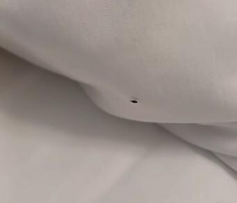 Bedbug crawling on the pillowcase. (have video).