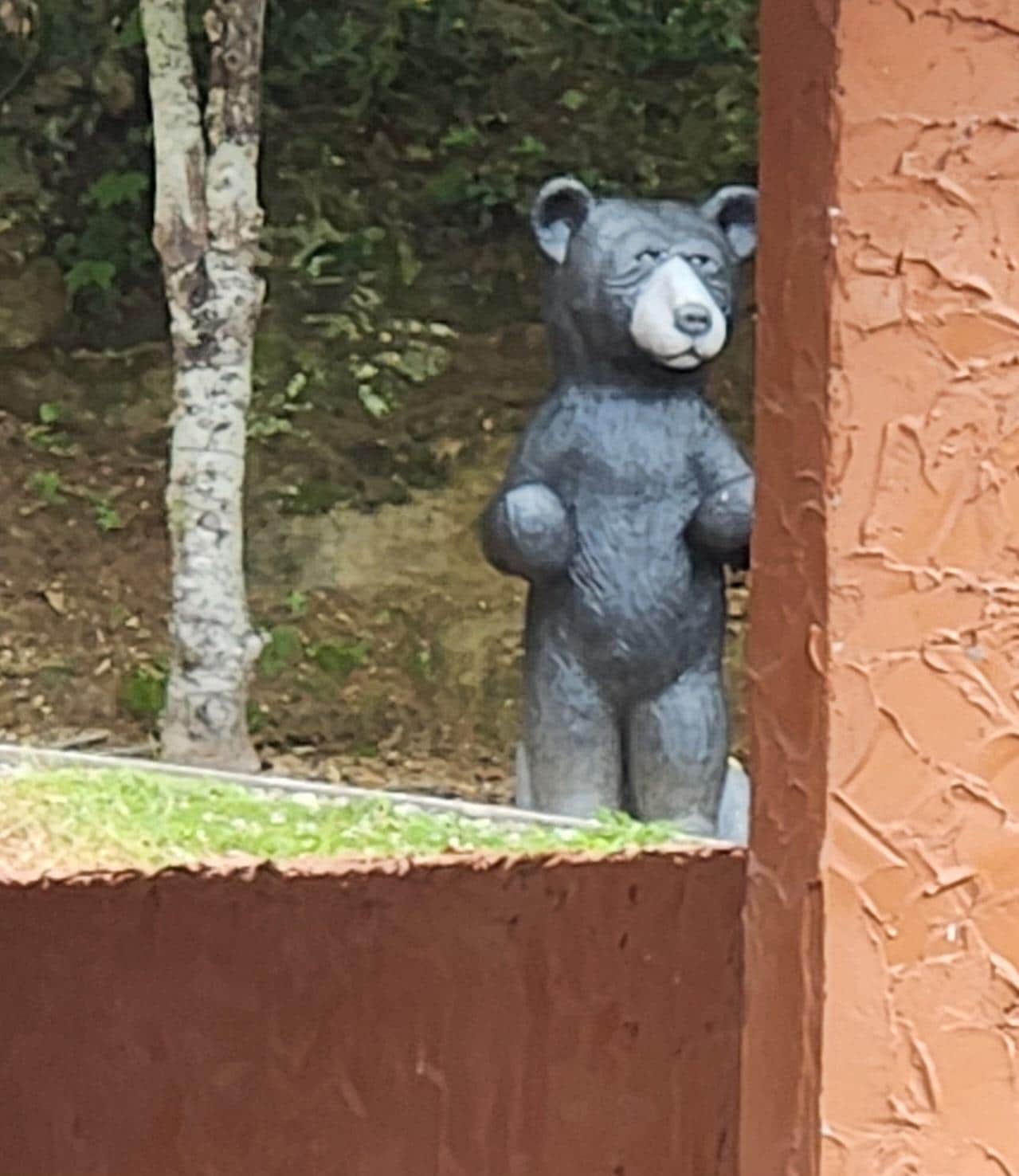 The backyard bear ;)