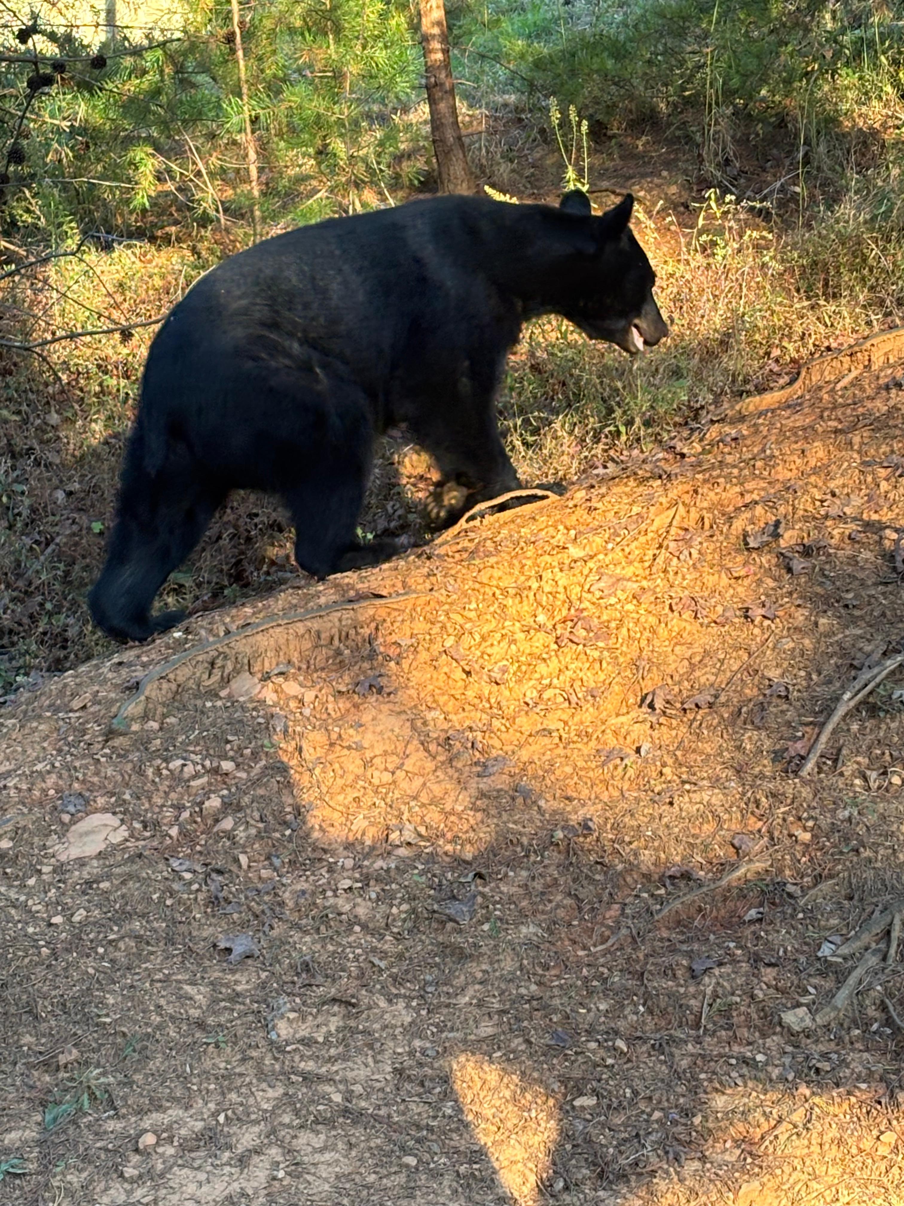 Bear climbing the hill by the front porch.