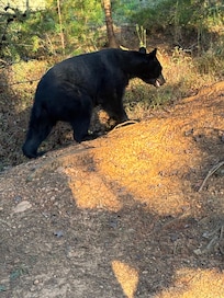 Bear climbing the hill by the front porch.