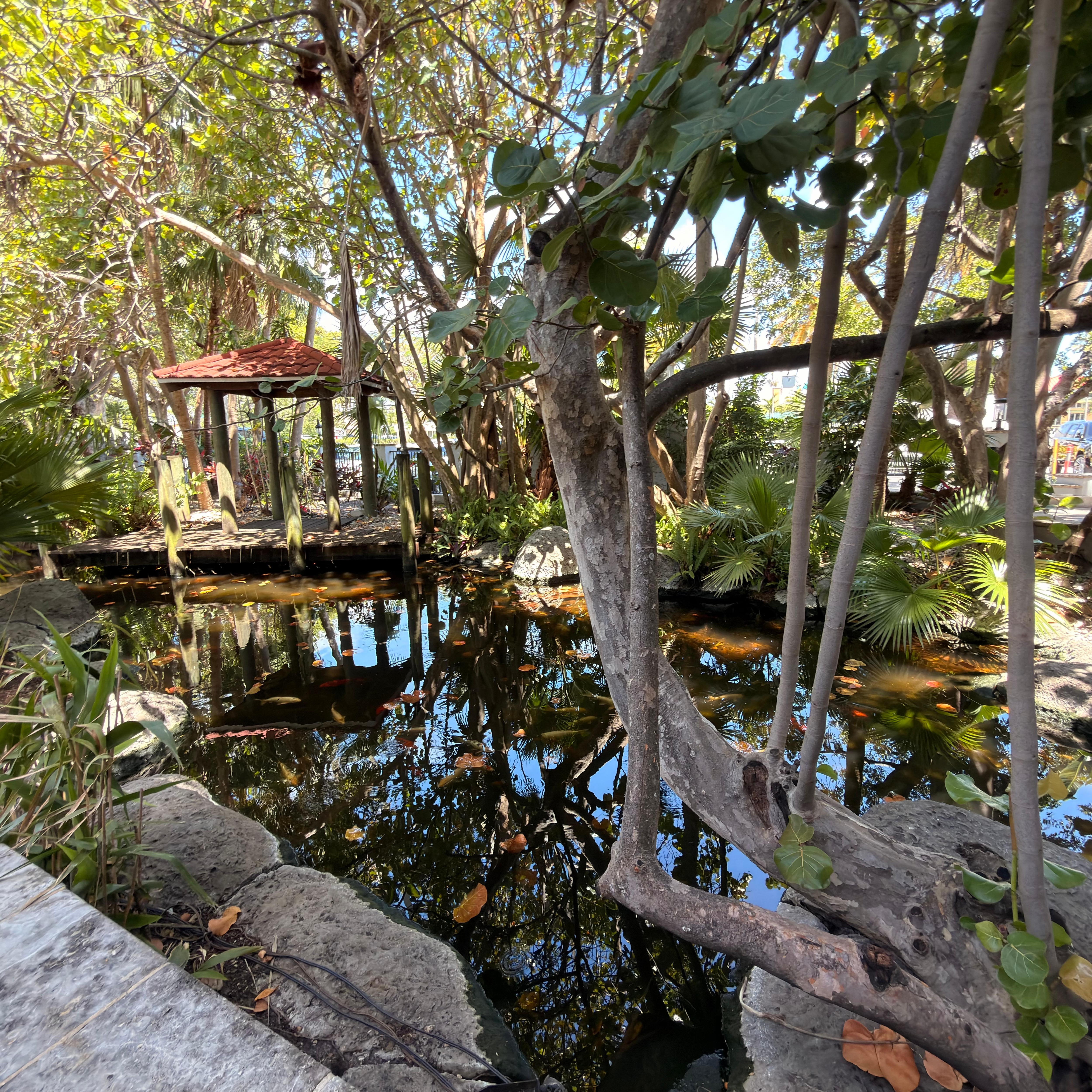 Koi pond 