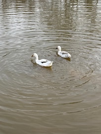 Ducks