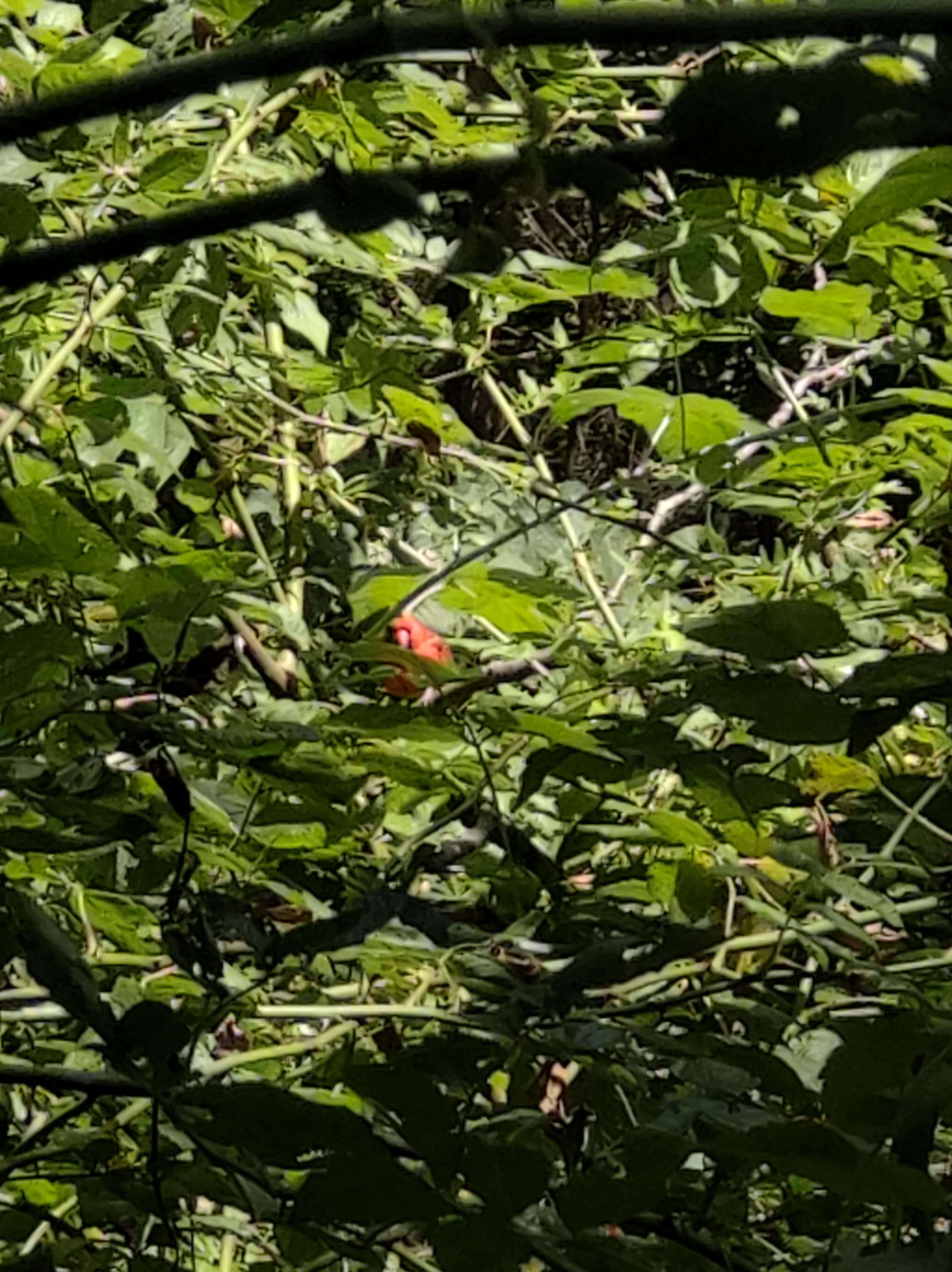 The cardinal that joined my walk