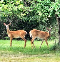 Beautiful visitors