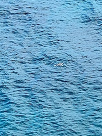 So many turtles right in front of the house!  We loved watching them every morning while we had coffee.