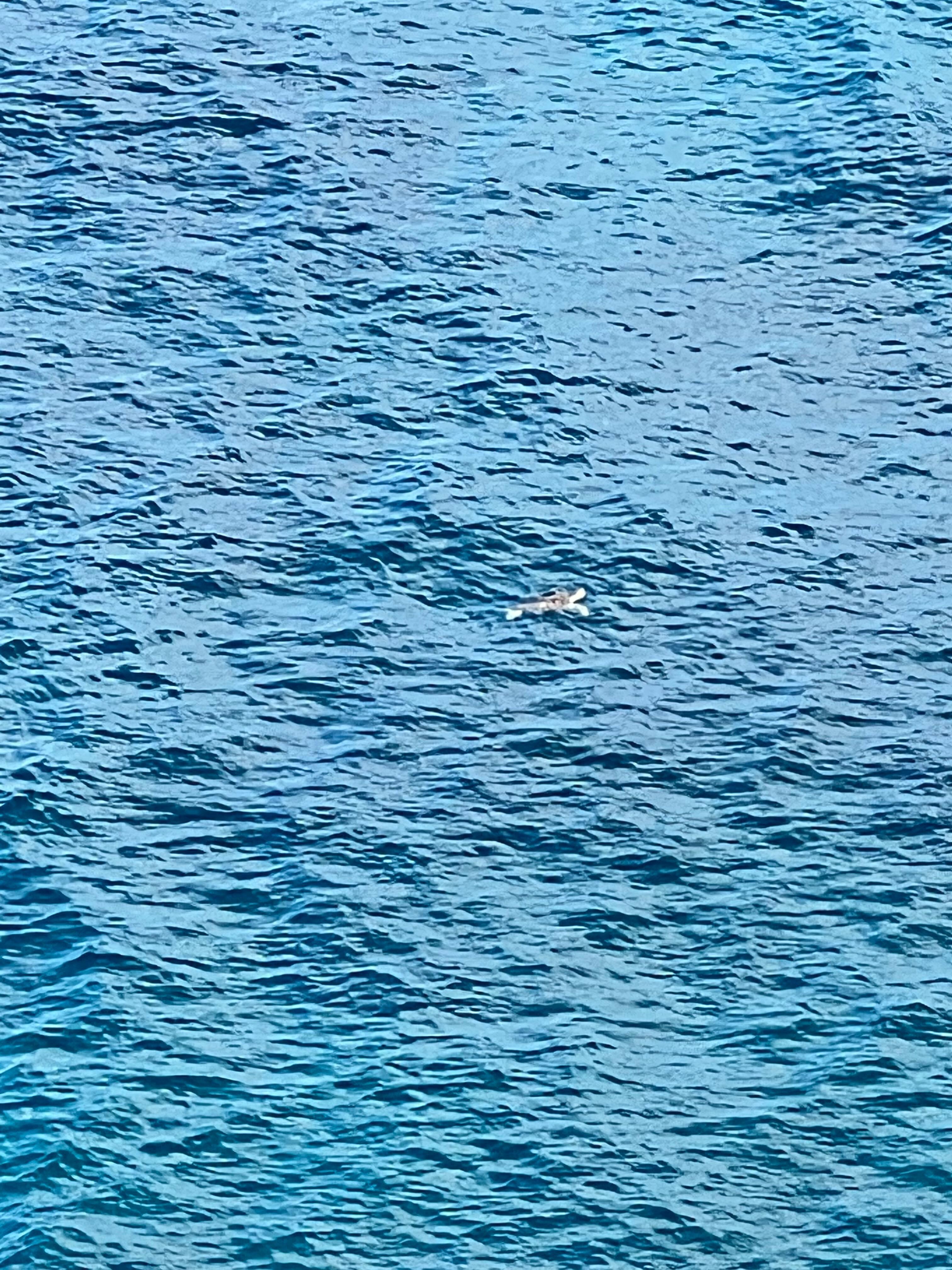 So many turtles right in front of the house!  We loved watching them every morning while we had coffee. 