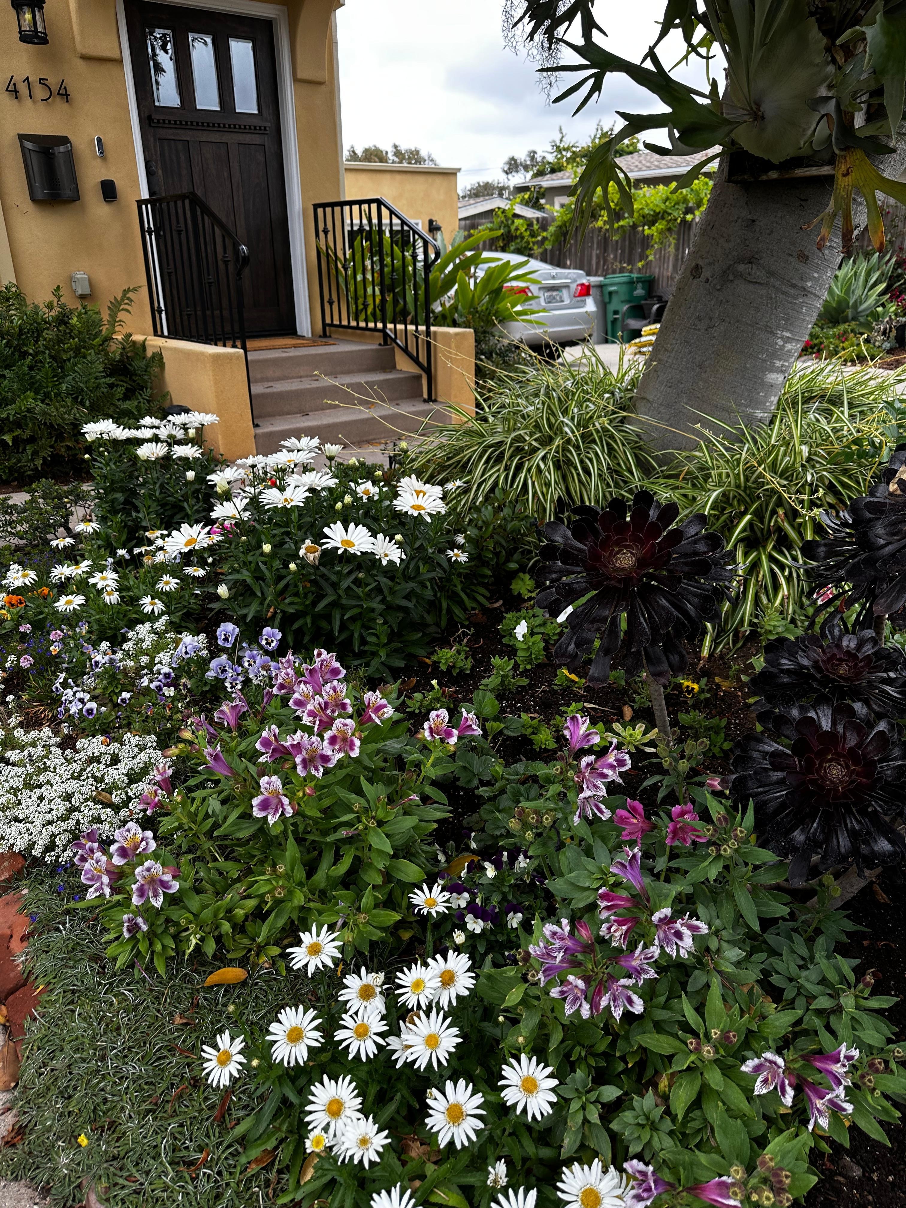Front yard