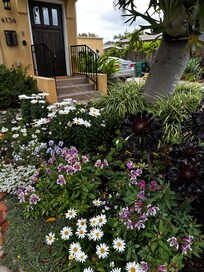 Front yard