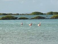 Flamingos directly across the street from the resort