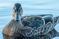 A common visitor and we didn't feed the ducks!