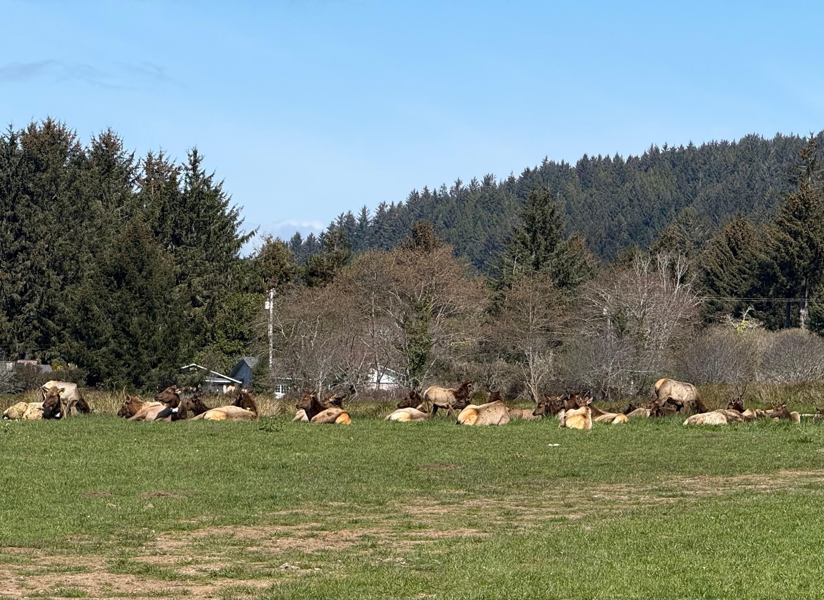 On the drive to the Elk valley Casino