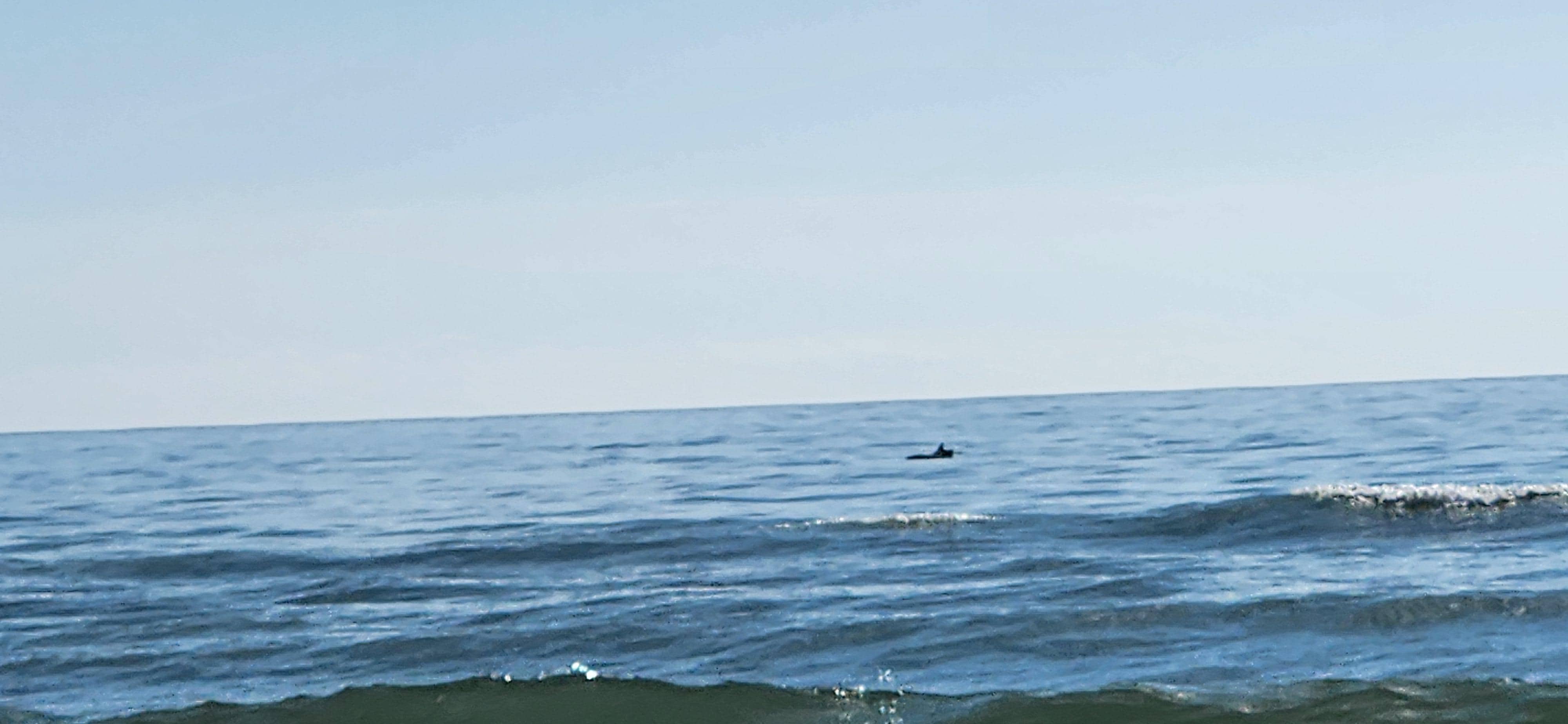 Saw dolphins several days during our stay