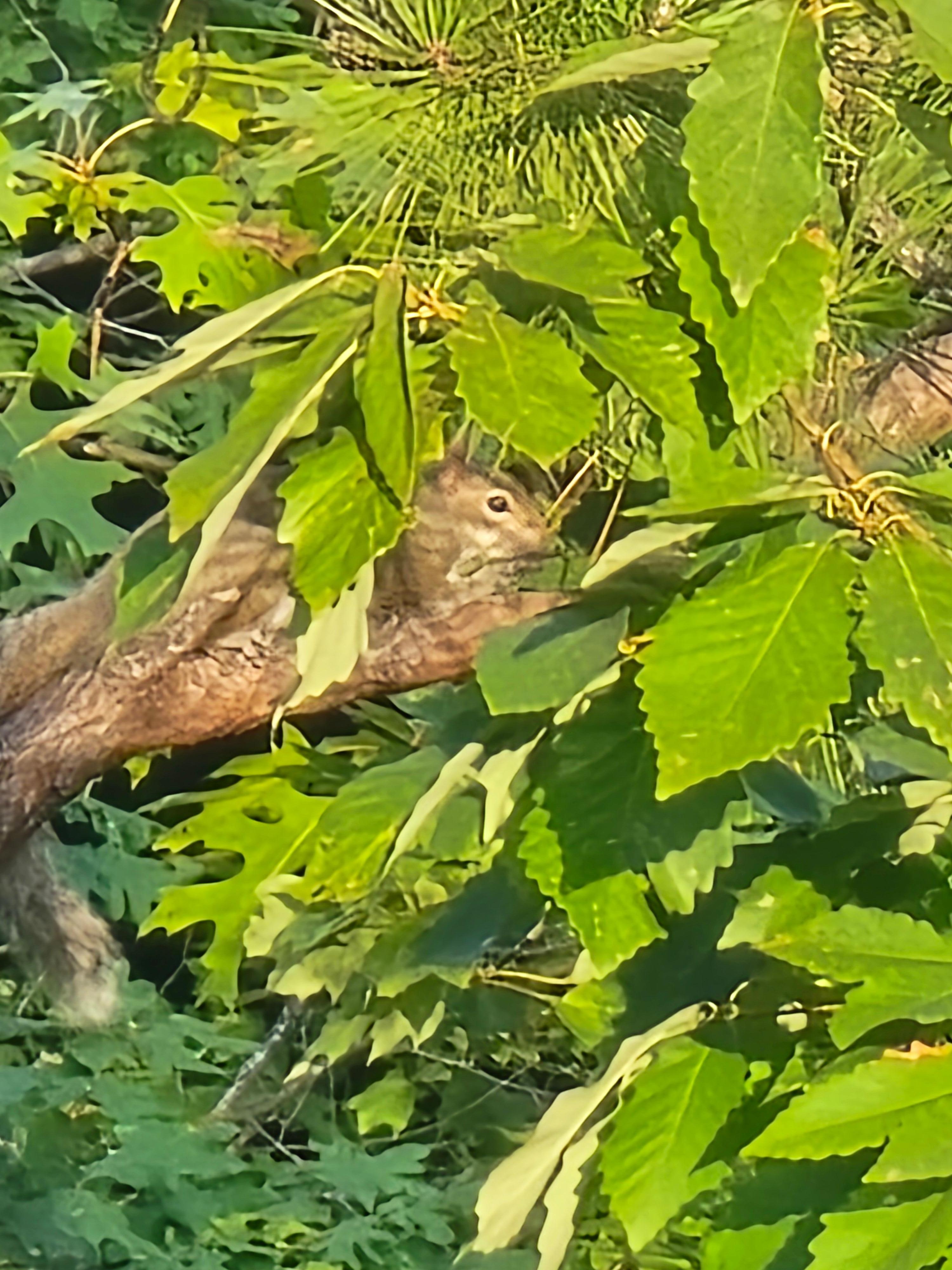 Squirrel playing in the trees