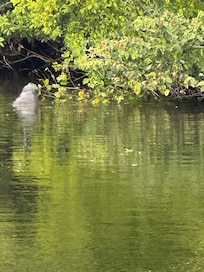 Manatee right across from deck