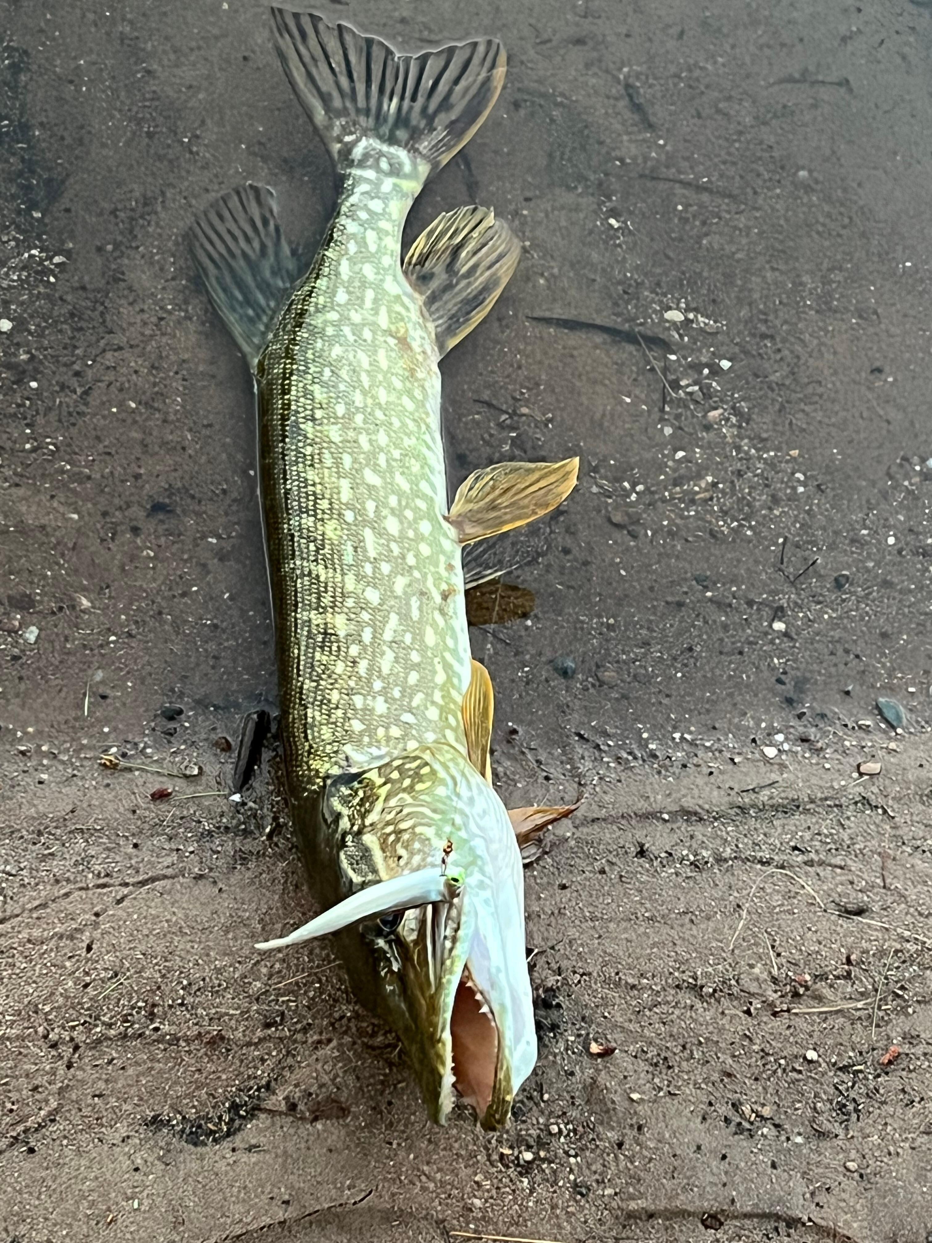 Pike