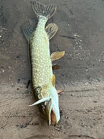 Pike