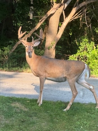 Morning visitor