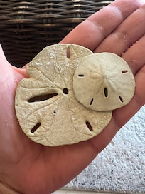 Sand dollars!