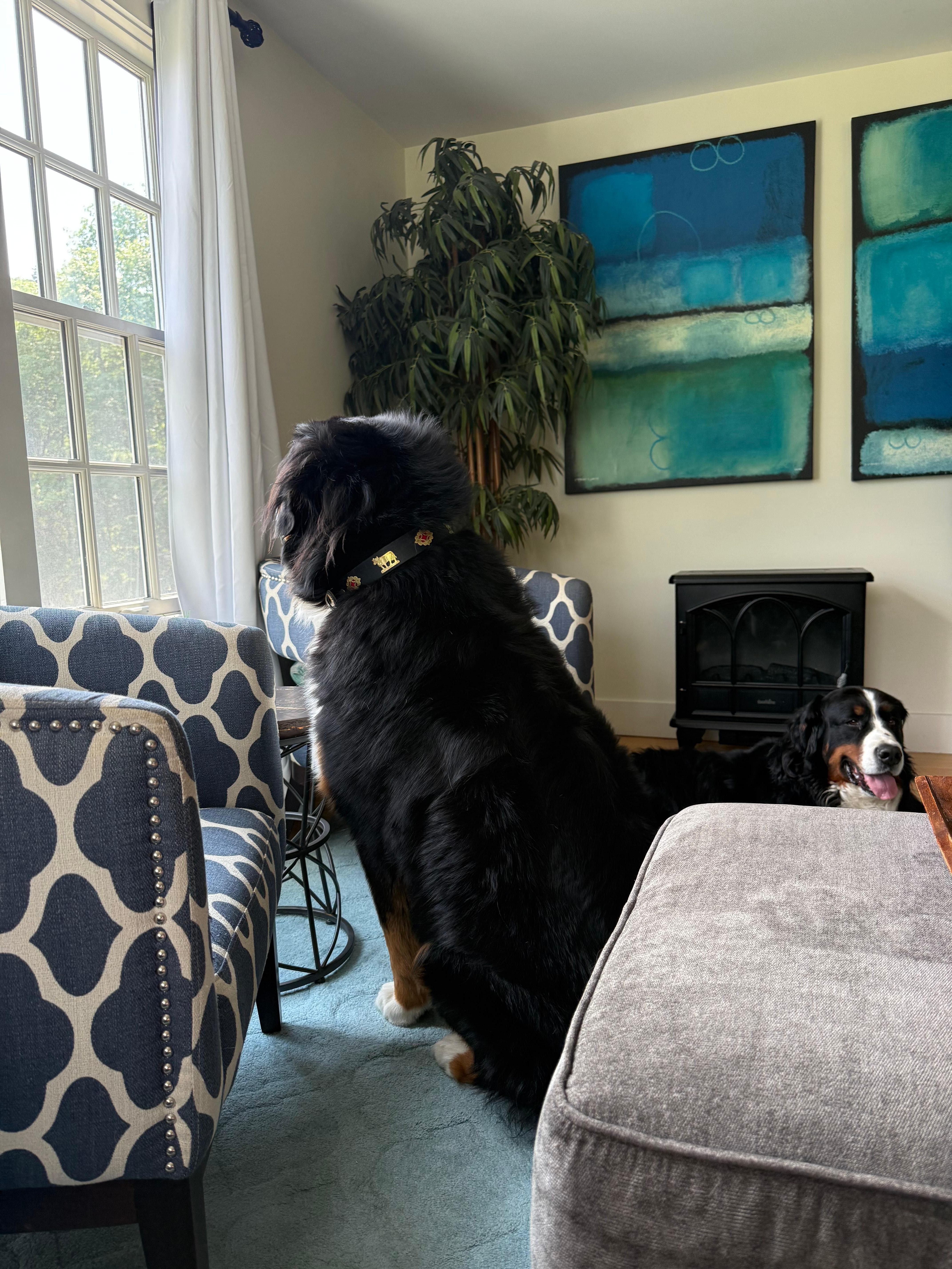 Woofie watching the bulls and Jack just chilling. 