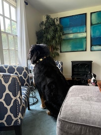 Woofie watching the bulls and Jack just chilling.