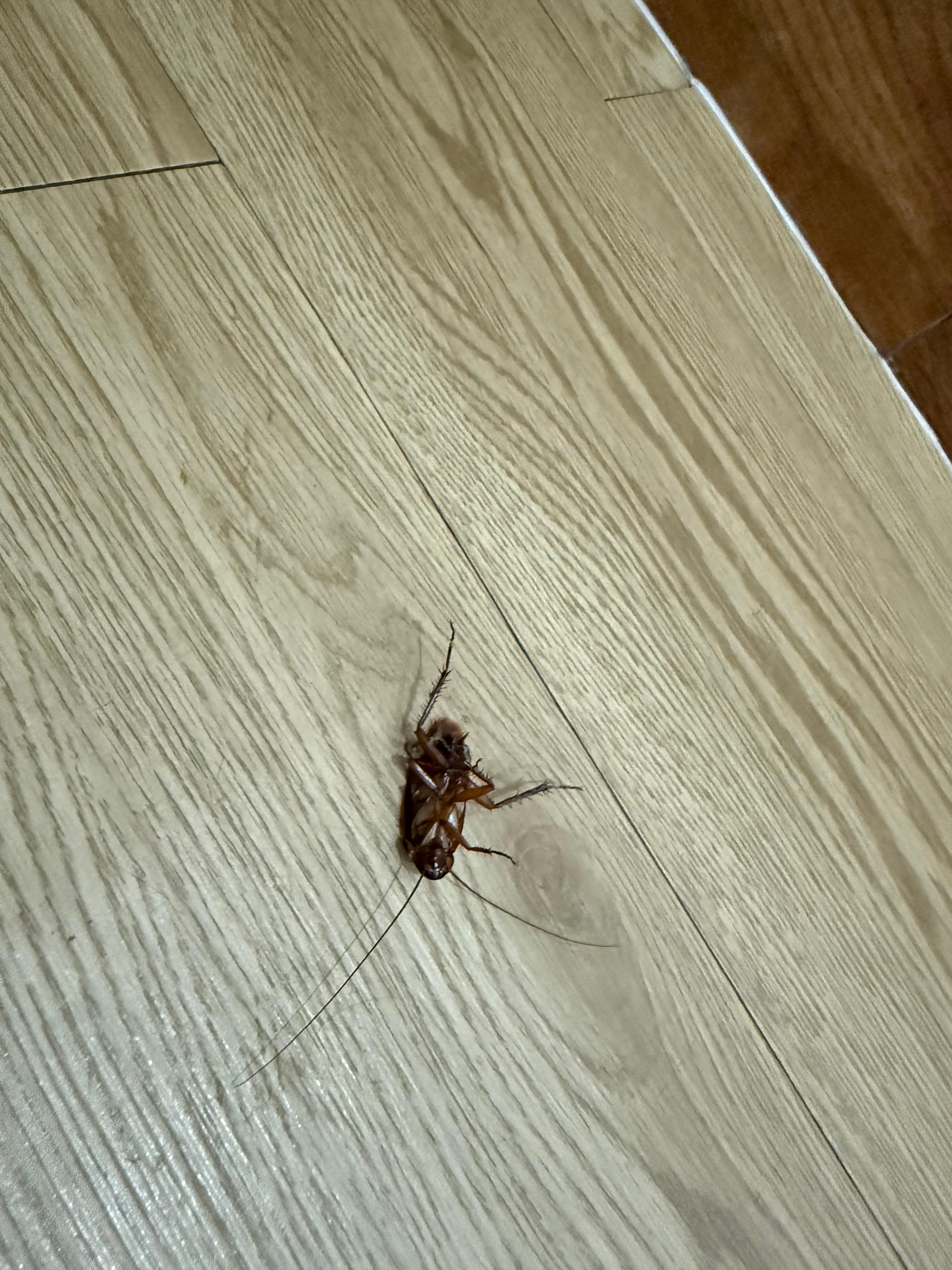 This one had it numbers up when it decided to crawl on my slipper 😅