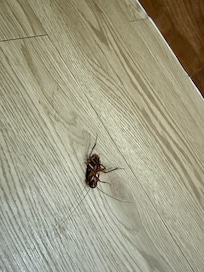 This one had it numbers up when it decided to crawl on my slipper 😅