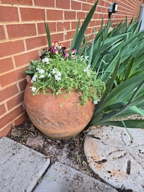 The bearded irises were lovely. I found this planter empty and thought future guests might enjoy some snapdragons through summer, and color in winter.