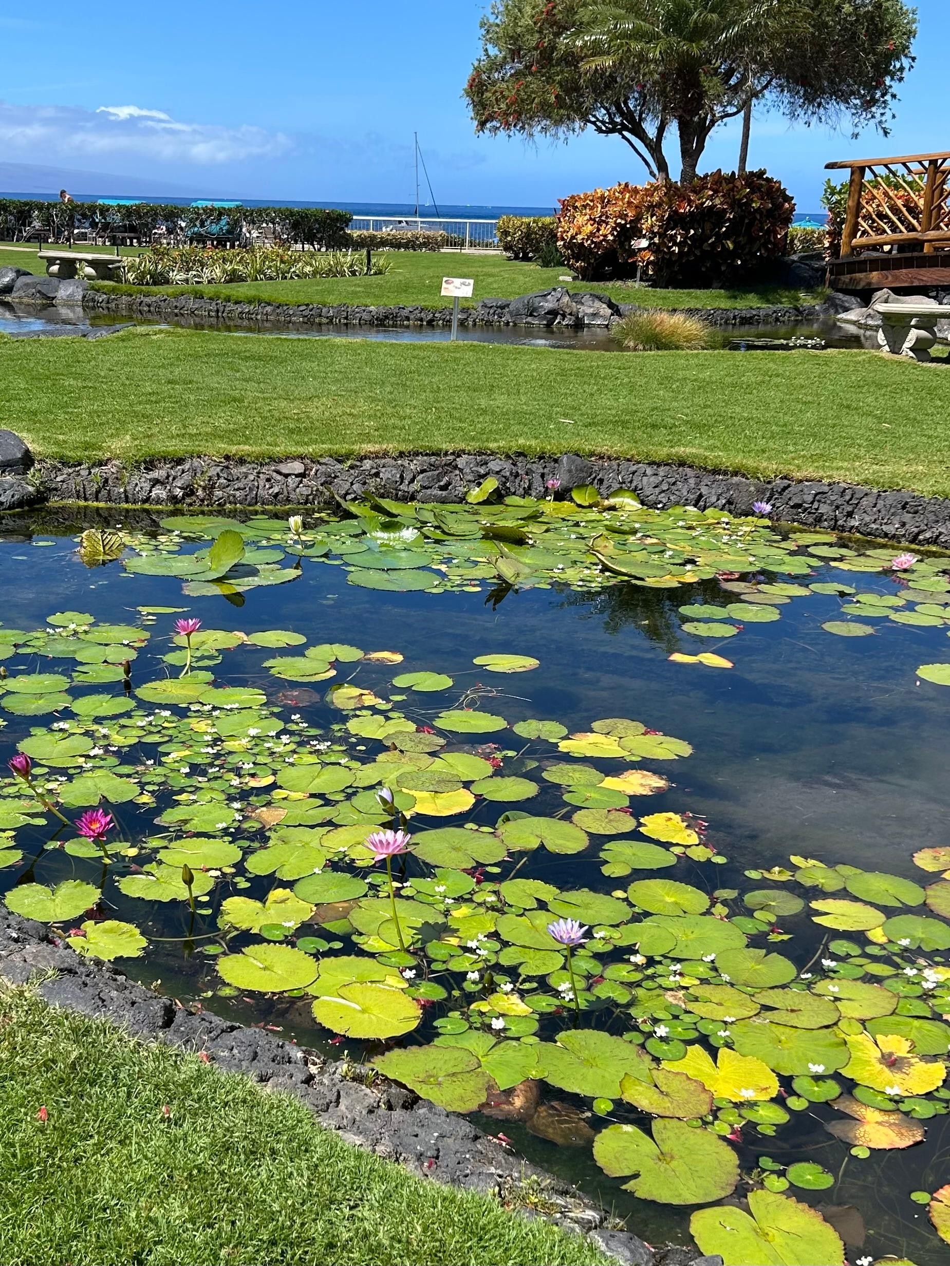 Fish pond on property 