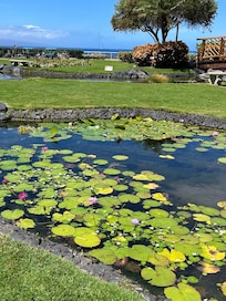 Fish pond on property