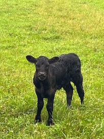 The sweetest cows are across the road.