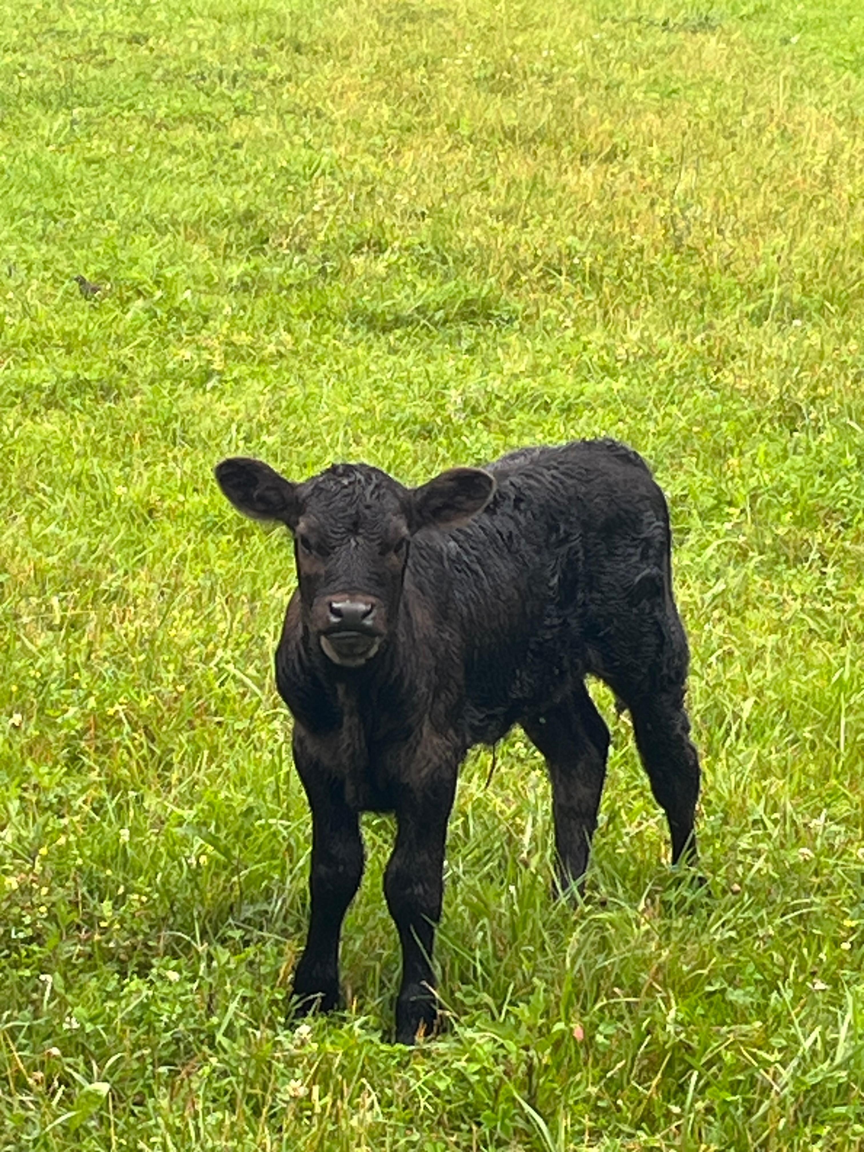 The sweetest cows are across the road.