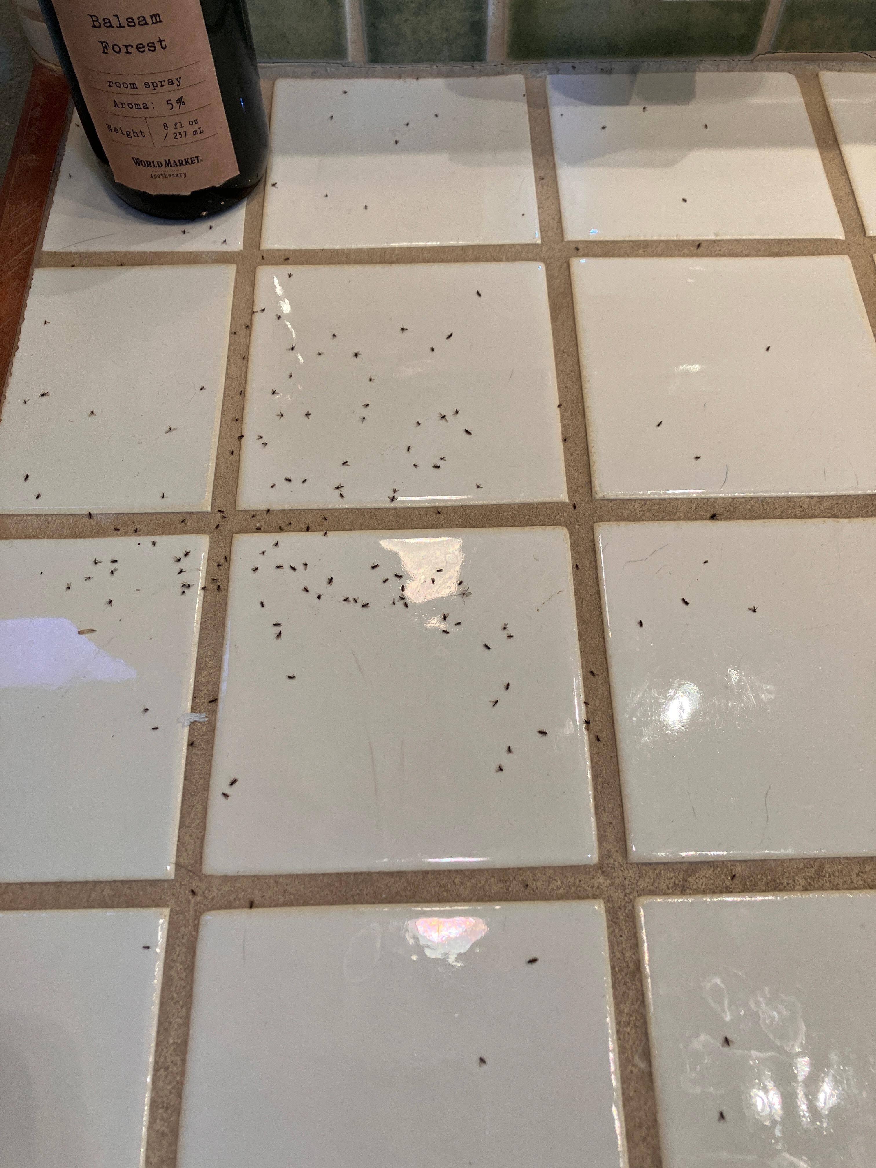Bugs in bathroom!