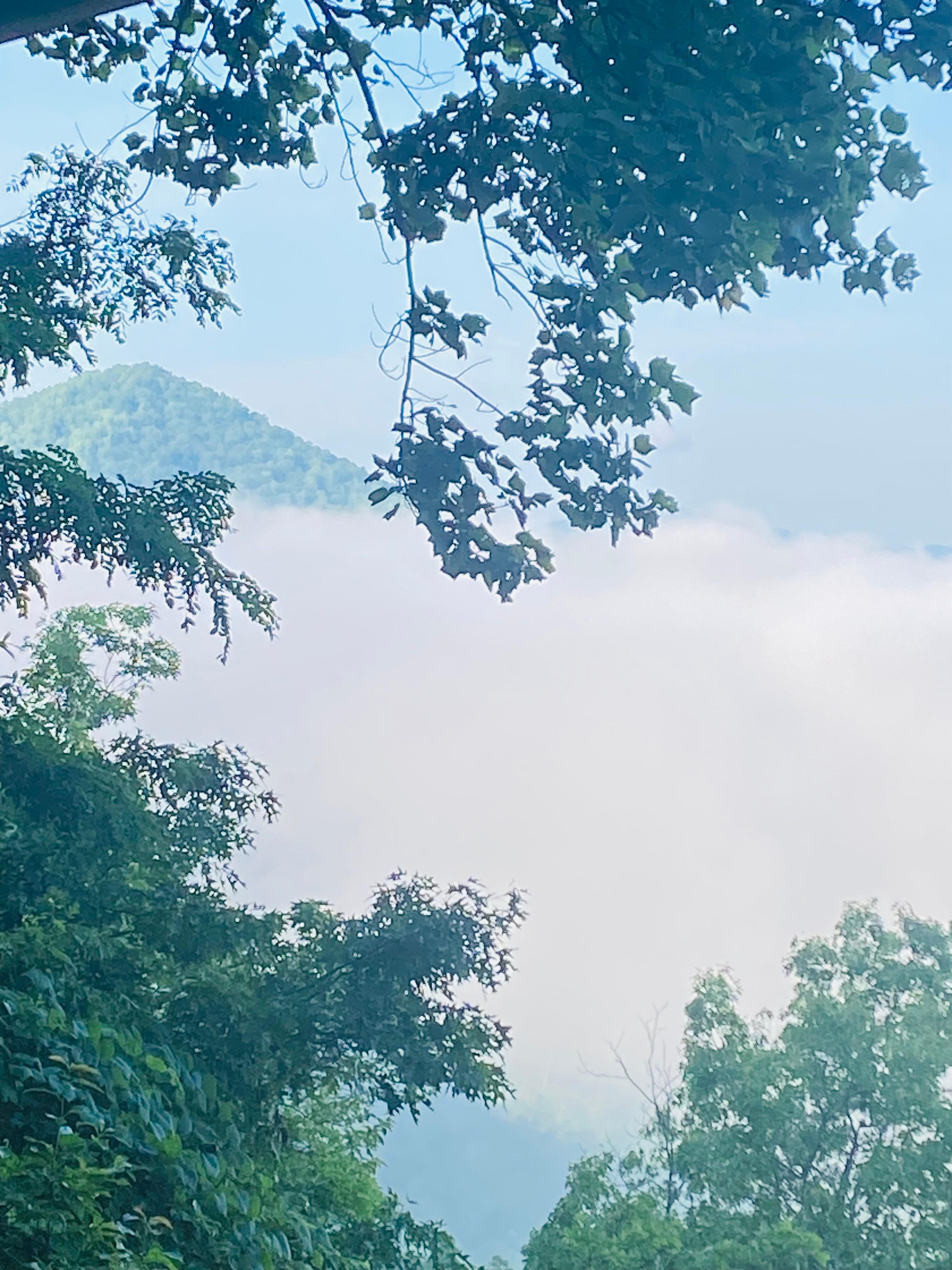 Foggy morning 
