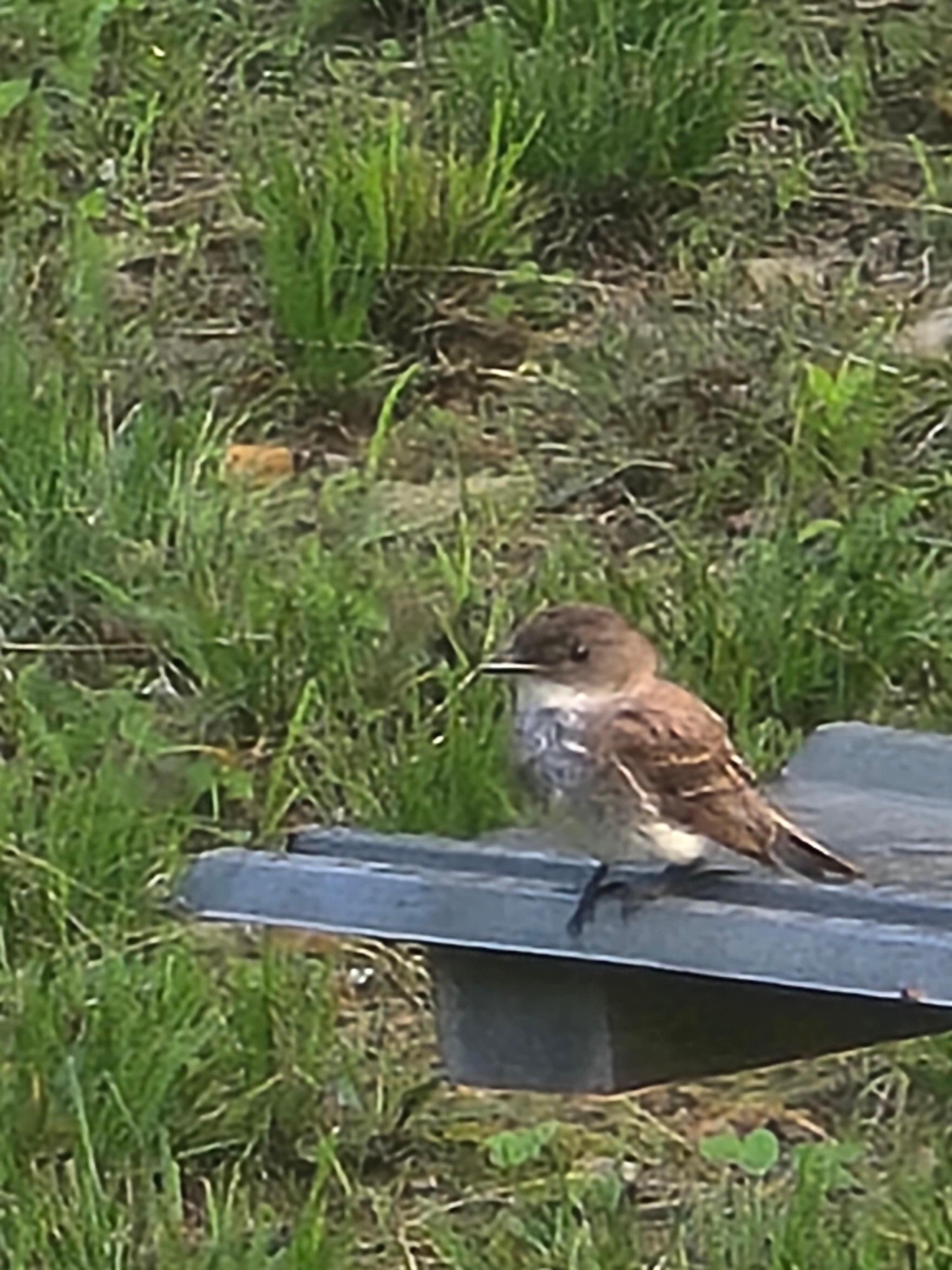 Seeing the phoebe bob its  tail as it sung everyday was fun for this itinerant birdwatcher.
