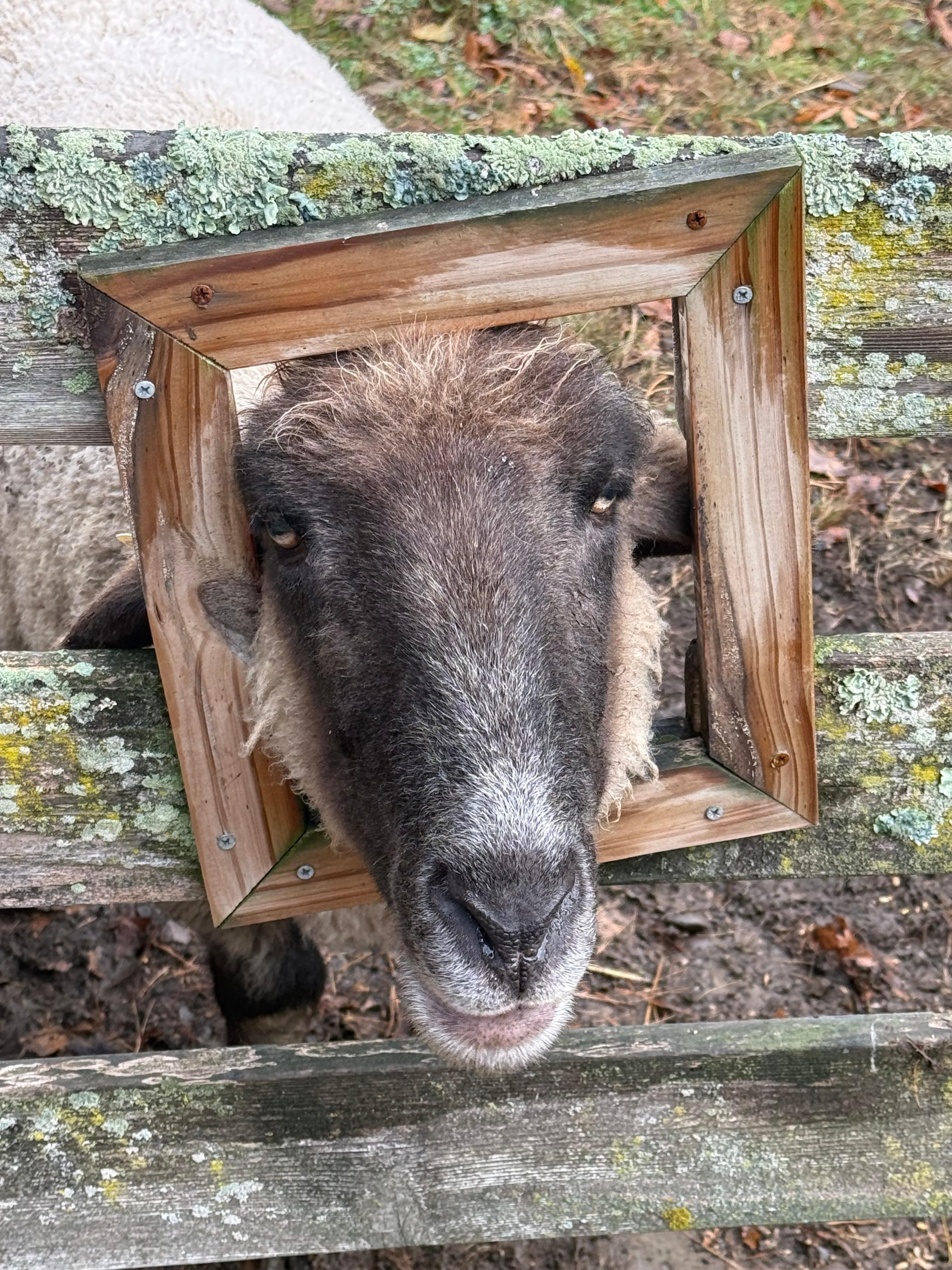 Feeding the sheep after a brisk morning walk.