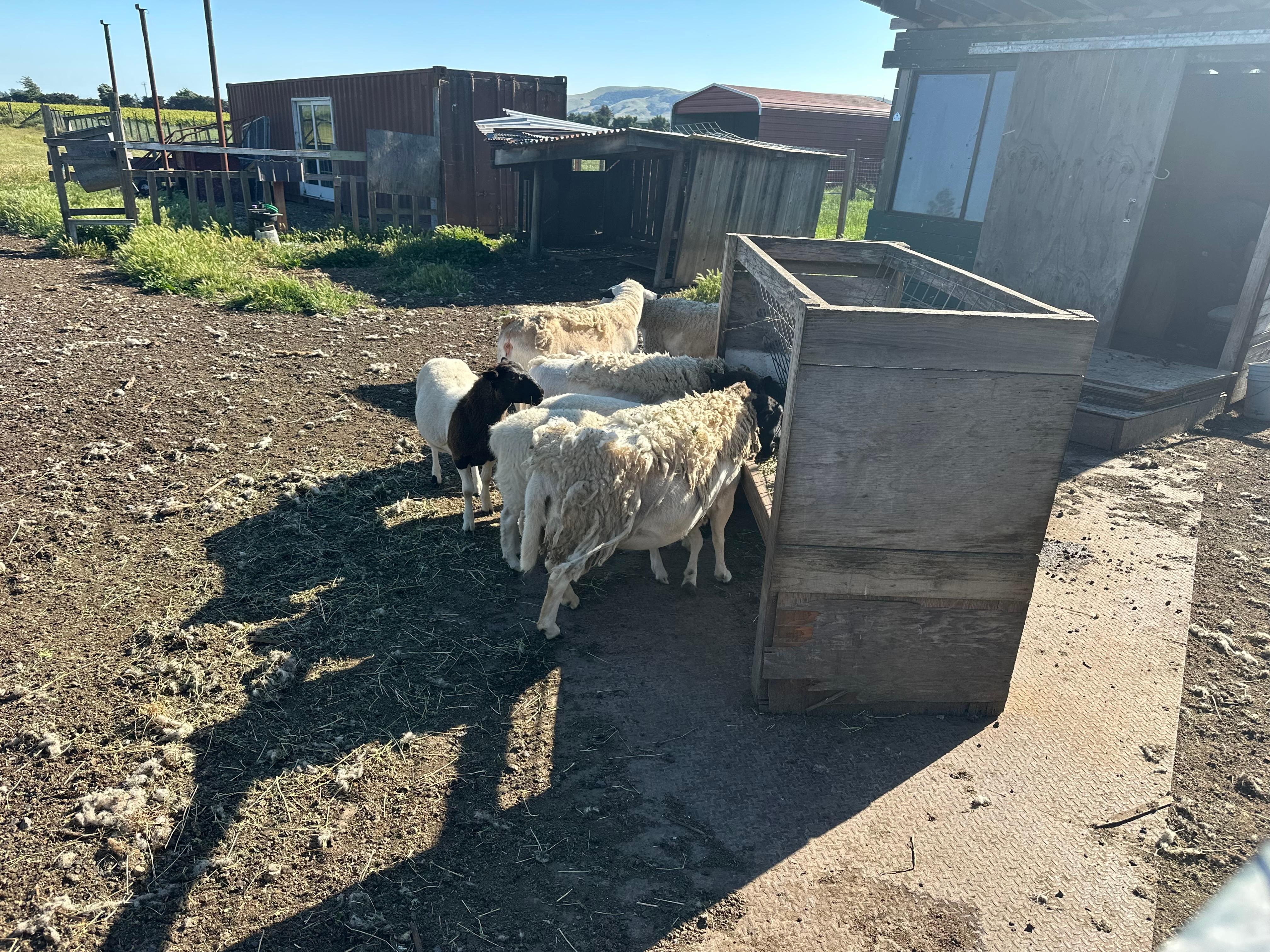 Sheep out back.