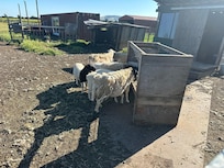 Sheep out back.