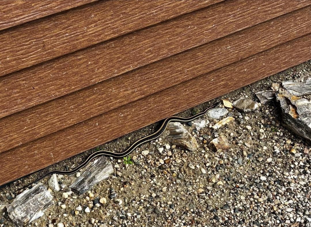 Did encounter some harmless snakes .